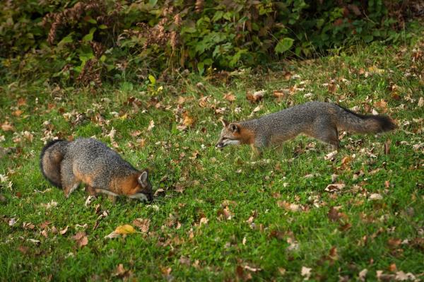 Est-ce que le renard mange les chats ? - Comment chassent les renards ? 