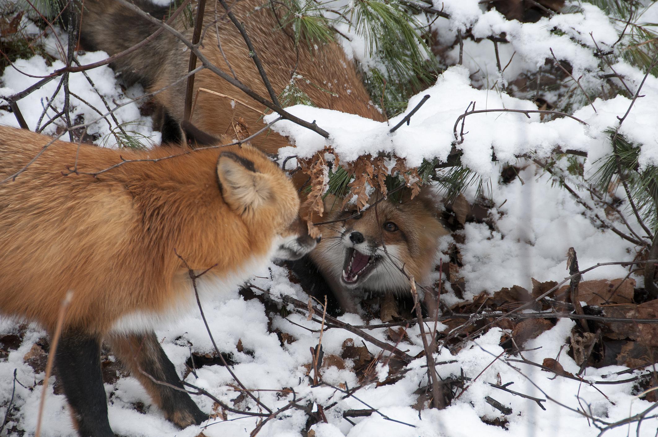 Estce que le renard mange les chats