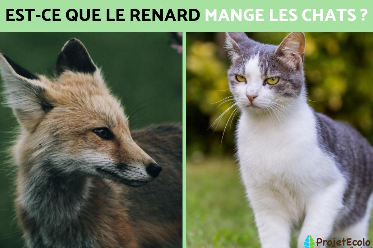 Est-ce que le renard mange les chats ?