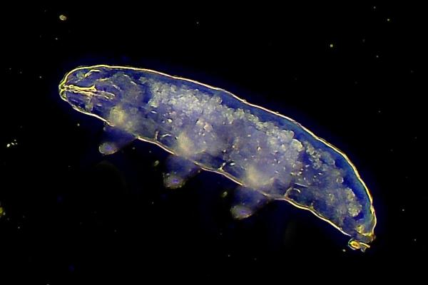 Tardigrades : description, taille, reproduction - Reproduction des tardigrades