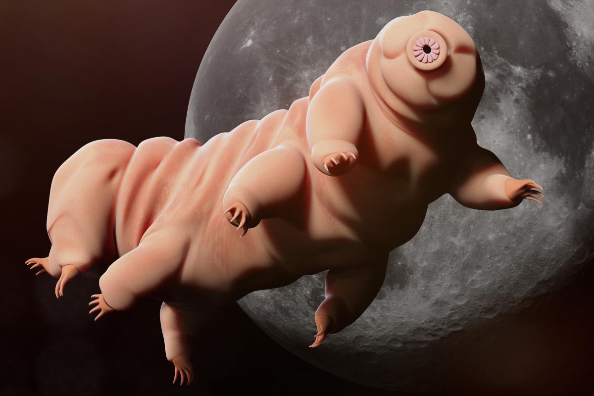Tardigrades : description, taille, reproduction