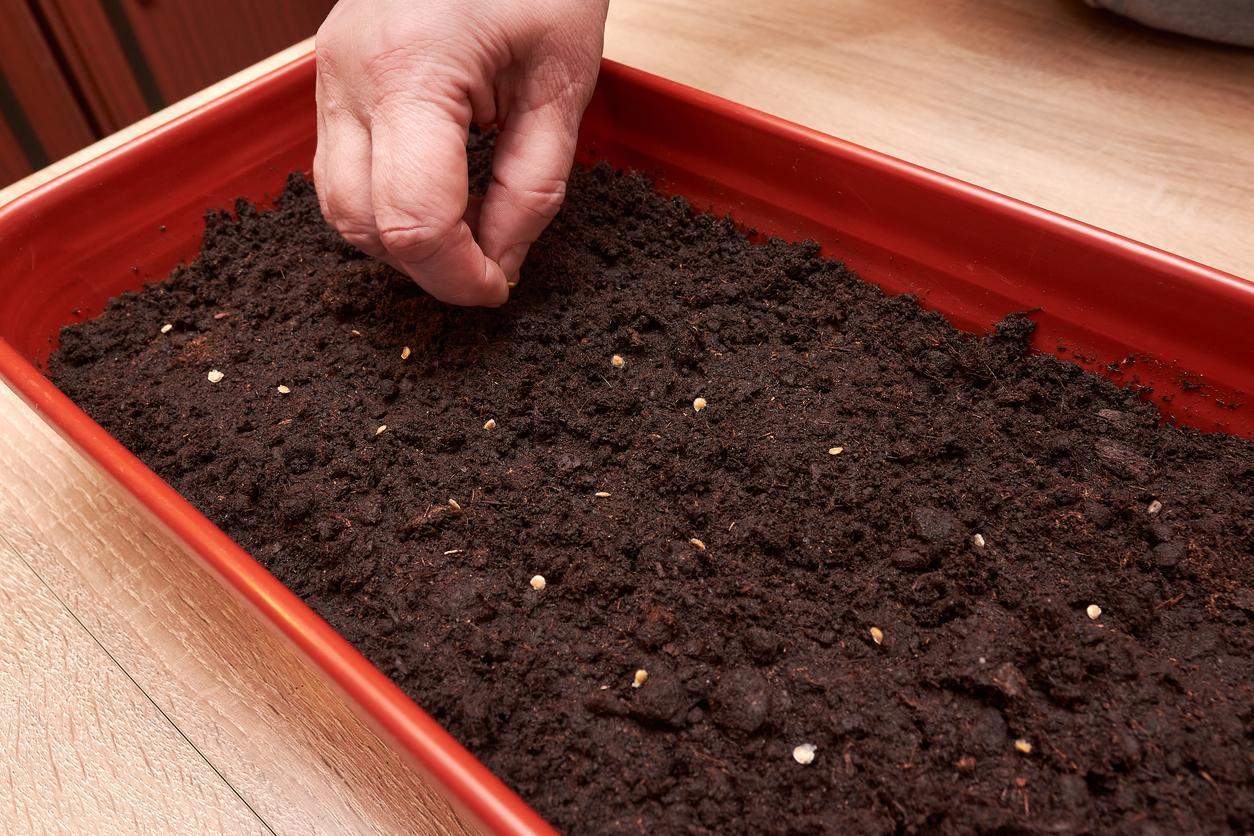 Comment faire GERMER des GRAINES de TOMATES Guide COMPLET