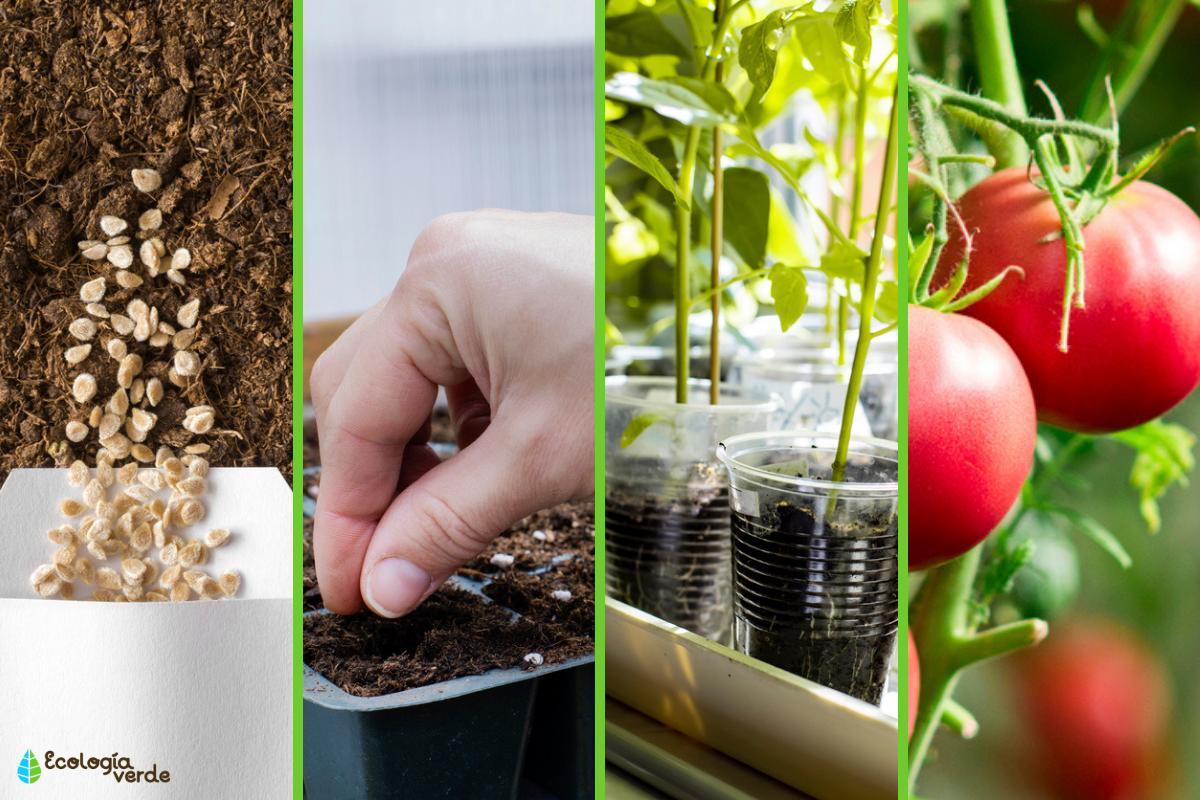 Comment faire germer des graines de tomates