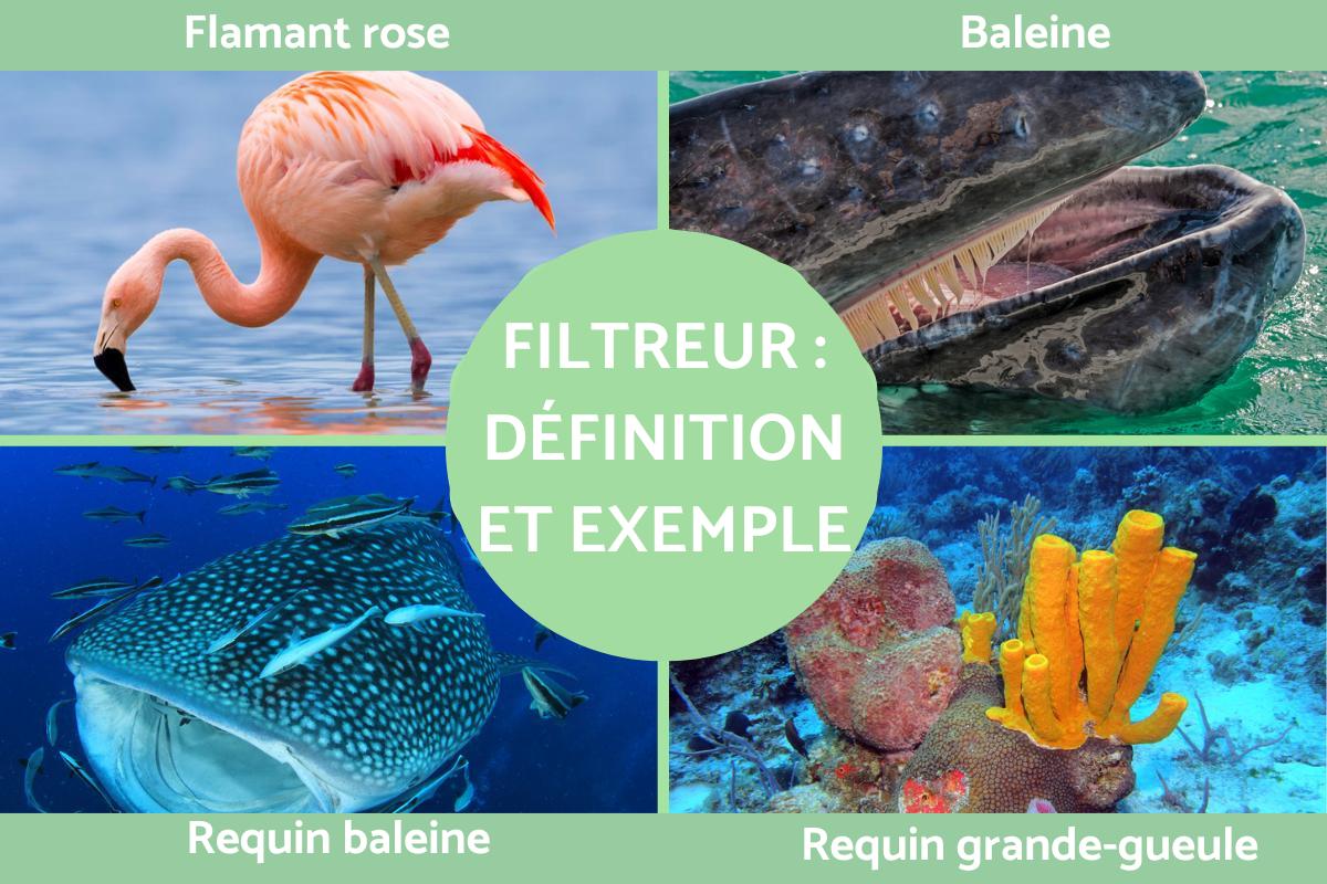 Filtreur : Définition et liste