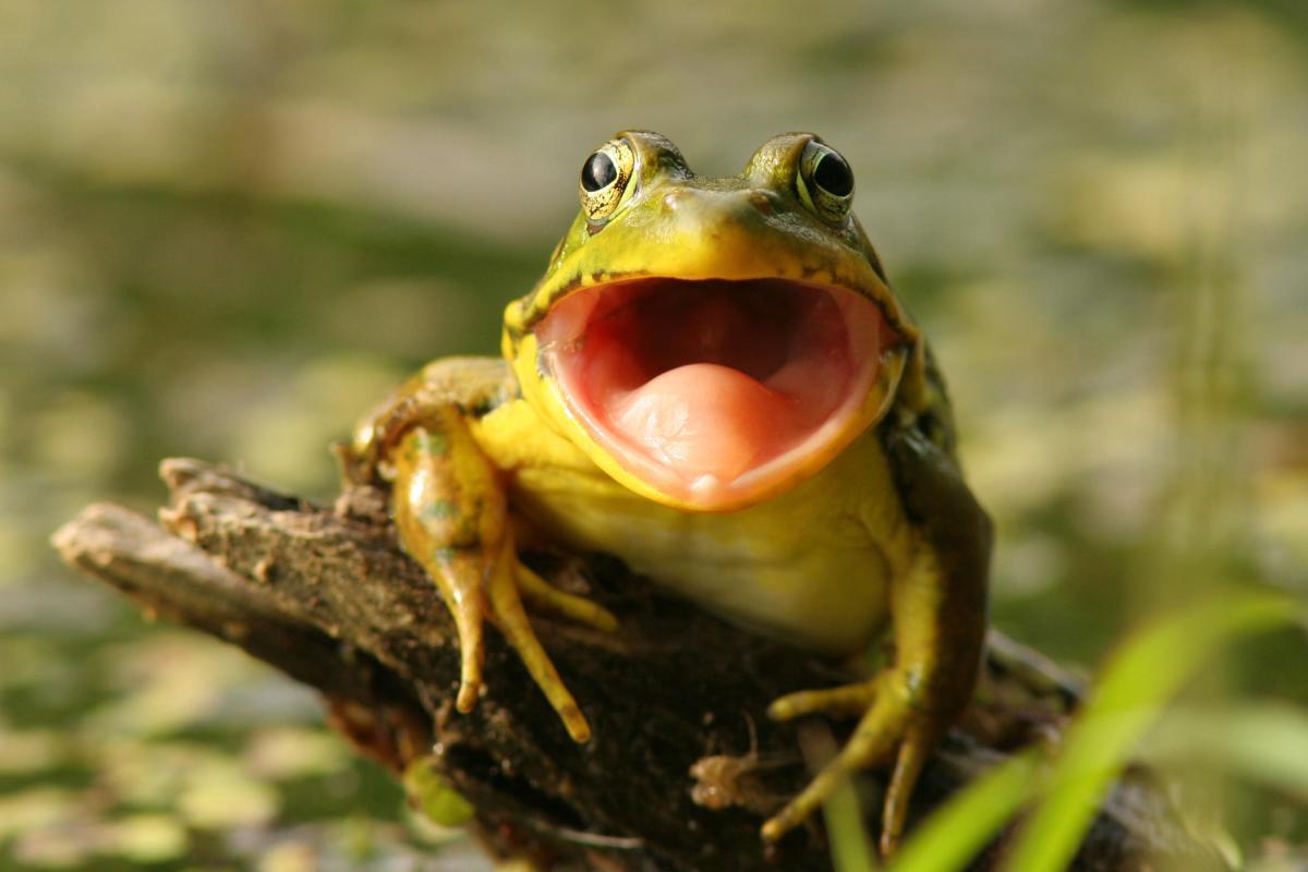 Les grenouilles ont des dents ?
