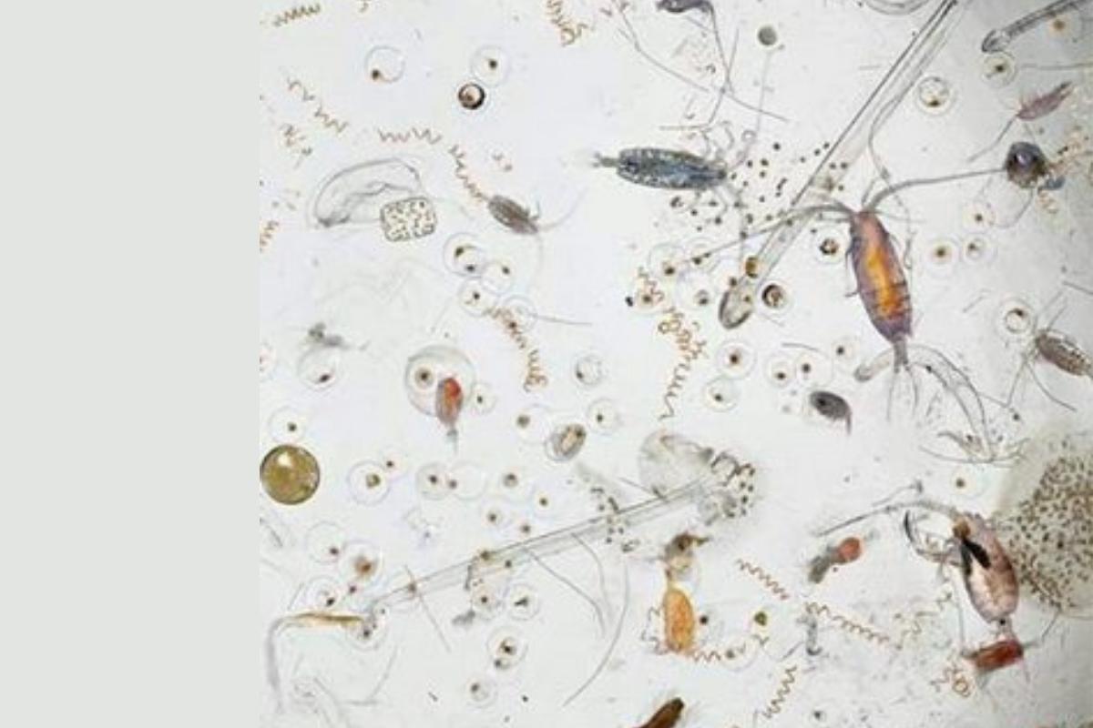 Microfaune : Définition, du sol, d'aquarium et marine