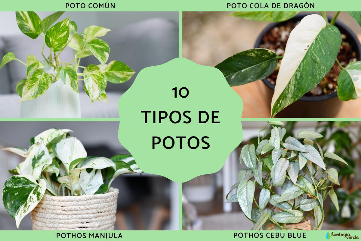 Pothos : types et photos