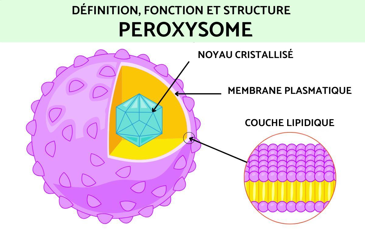 Peroxysome : définition, fonction et structure
