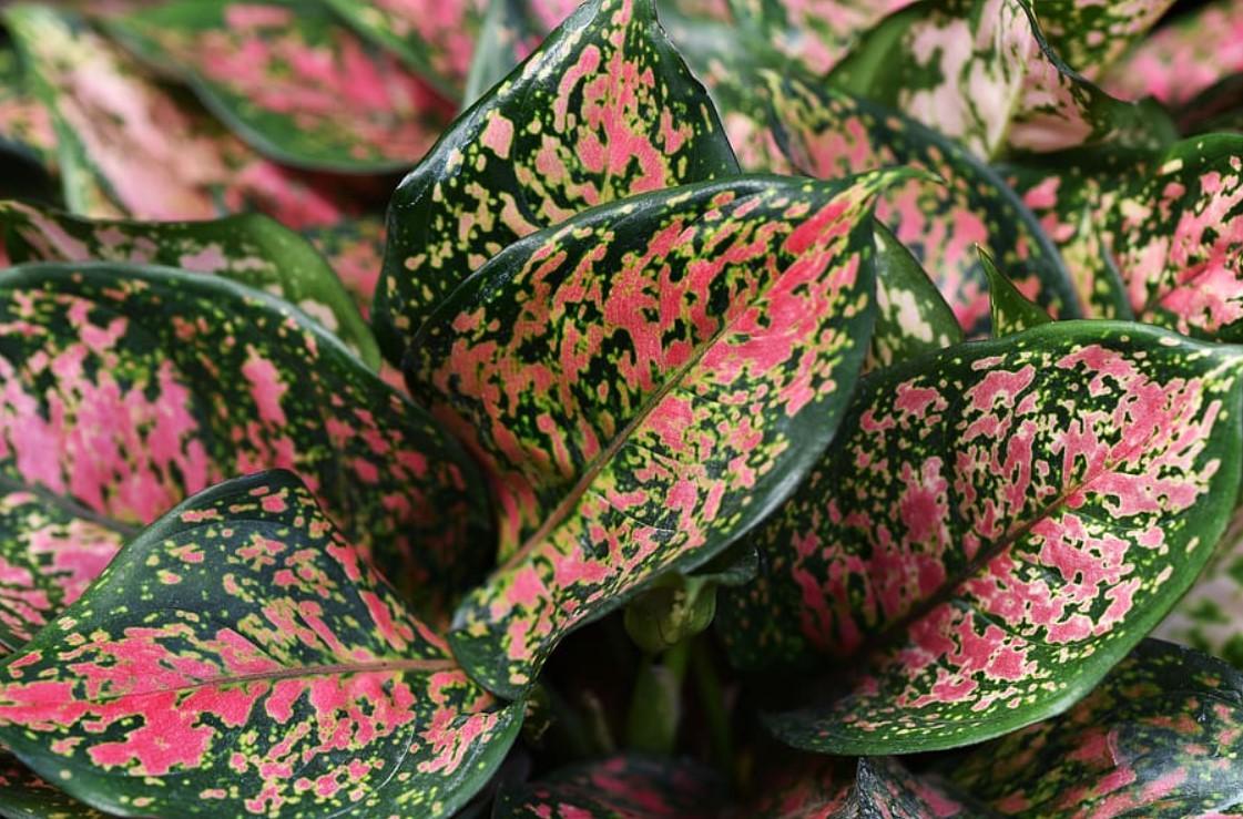 12 PLANTES d