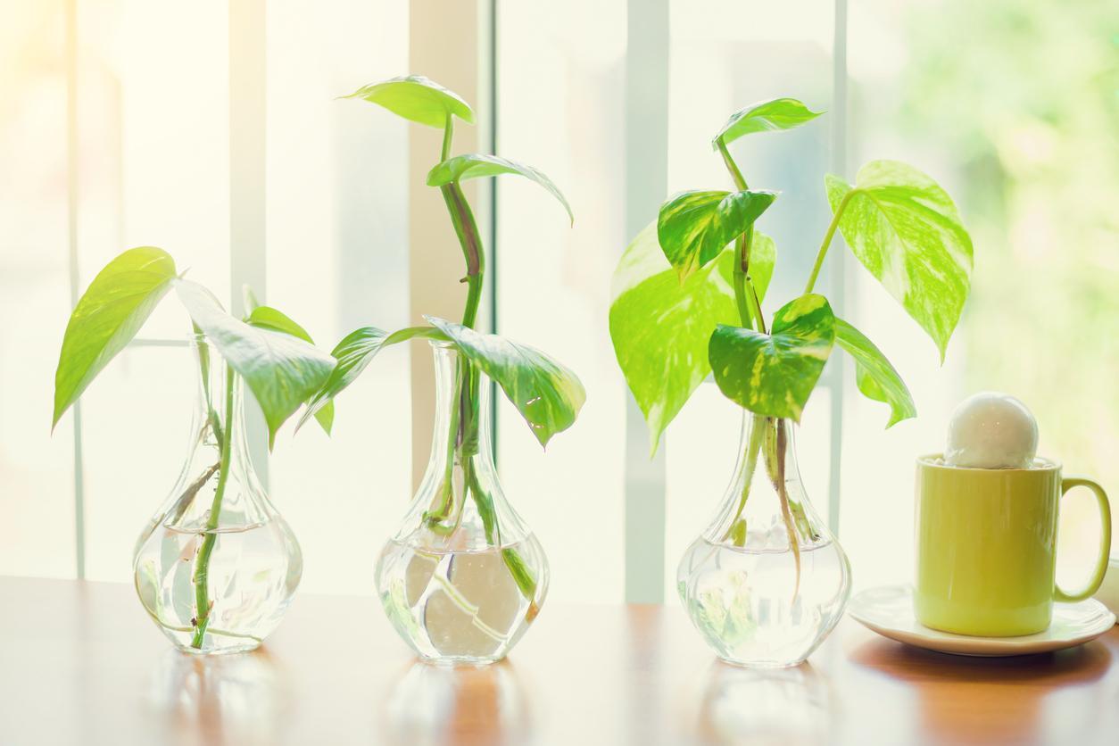 12 PLANTES d