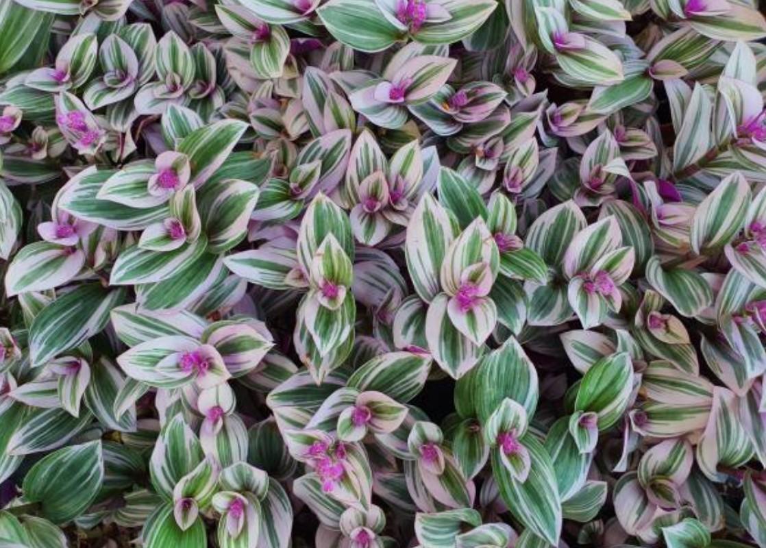 12 PLANTES d