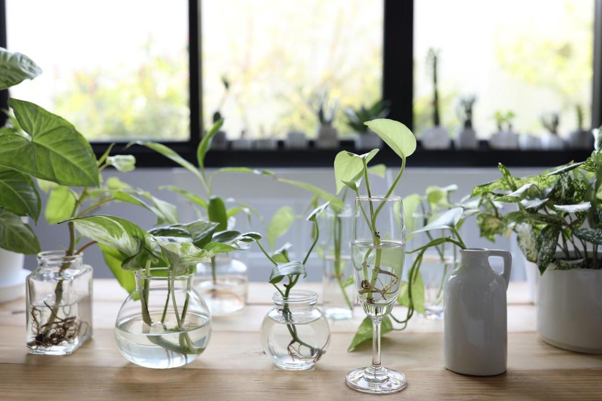Plantes d'intérieur qui poussent dans l'eau