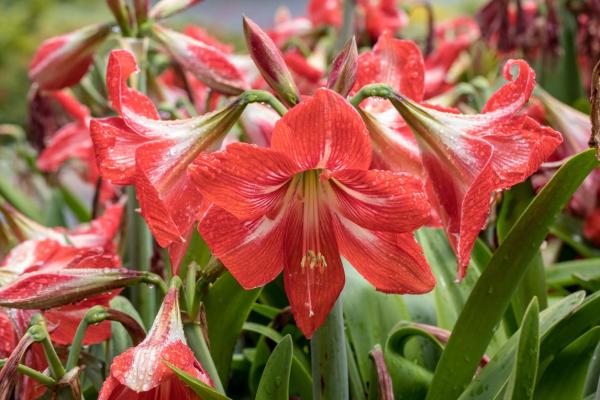 Bulbes d'été - Amaryllis