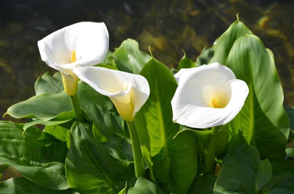 Bulbes d'été - Calla