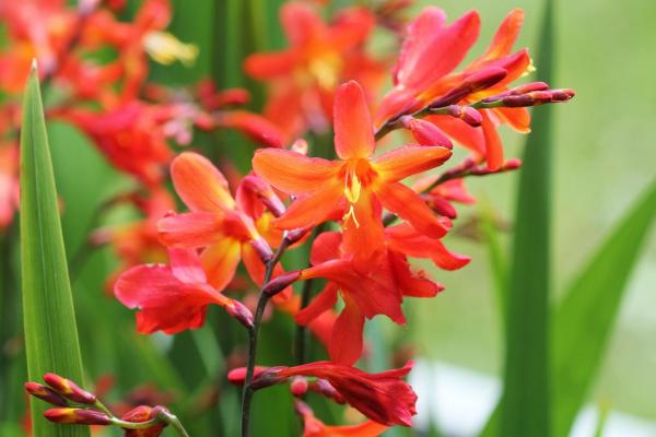 Bulbes d'été - Crocosmia