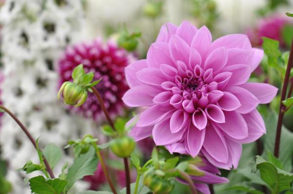 Bulbes d'été - Dahlia