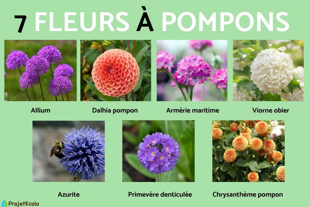 Fleurs avec des pompons