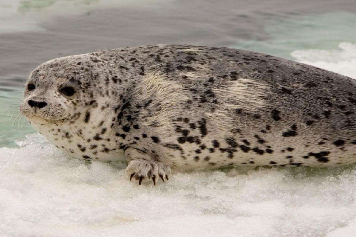 Animaux de l'Antarctique - Noms, caractéristiques et photos