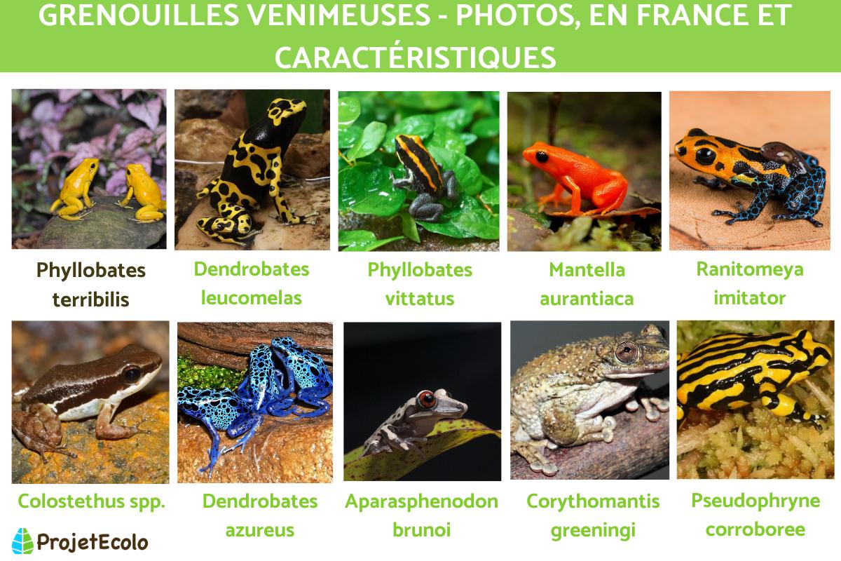 Grenouilles venimeuses - Photos, en France et caractéristiques