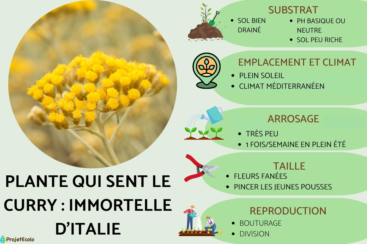 Plante qui sent le curry