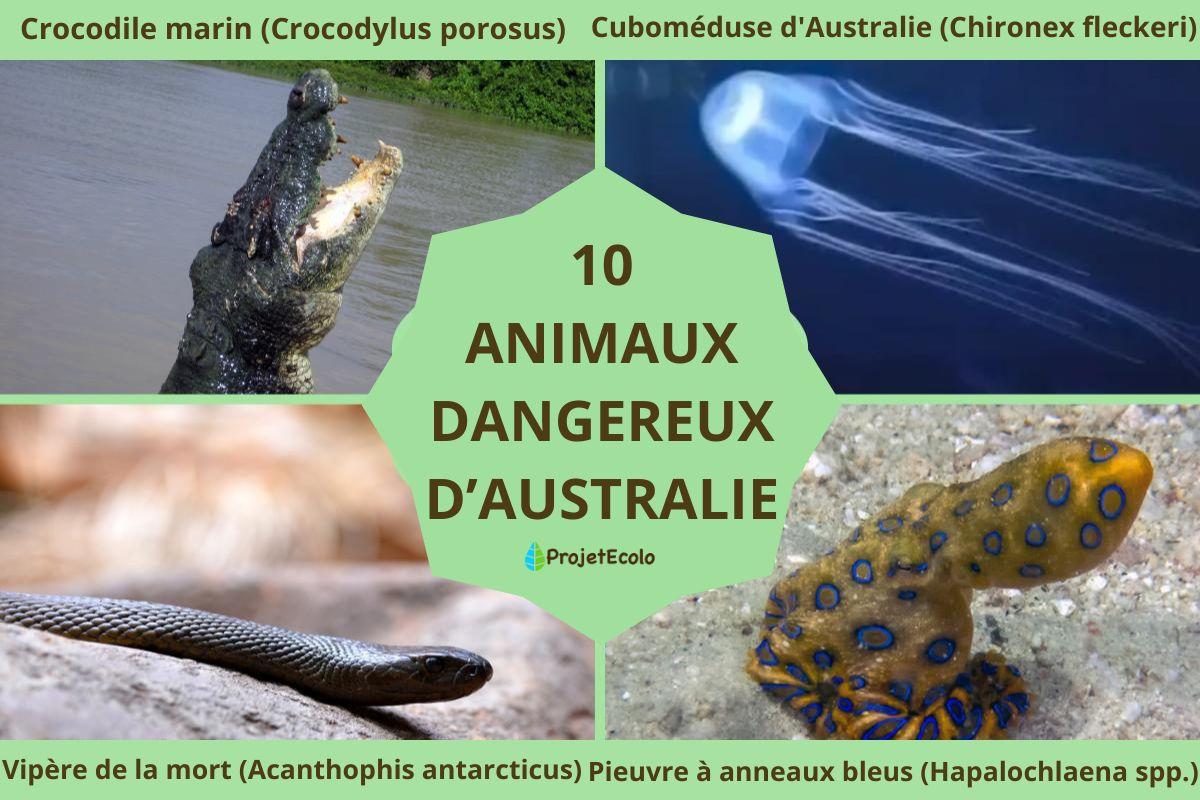 Animaux dangereux d'Australie