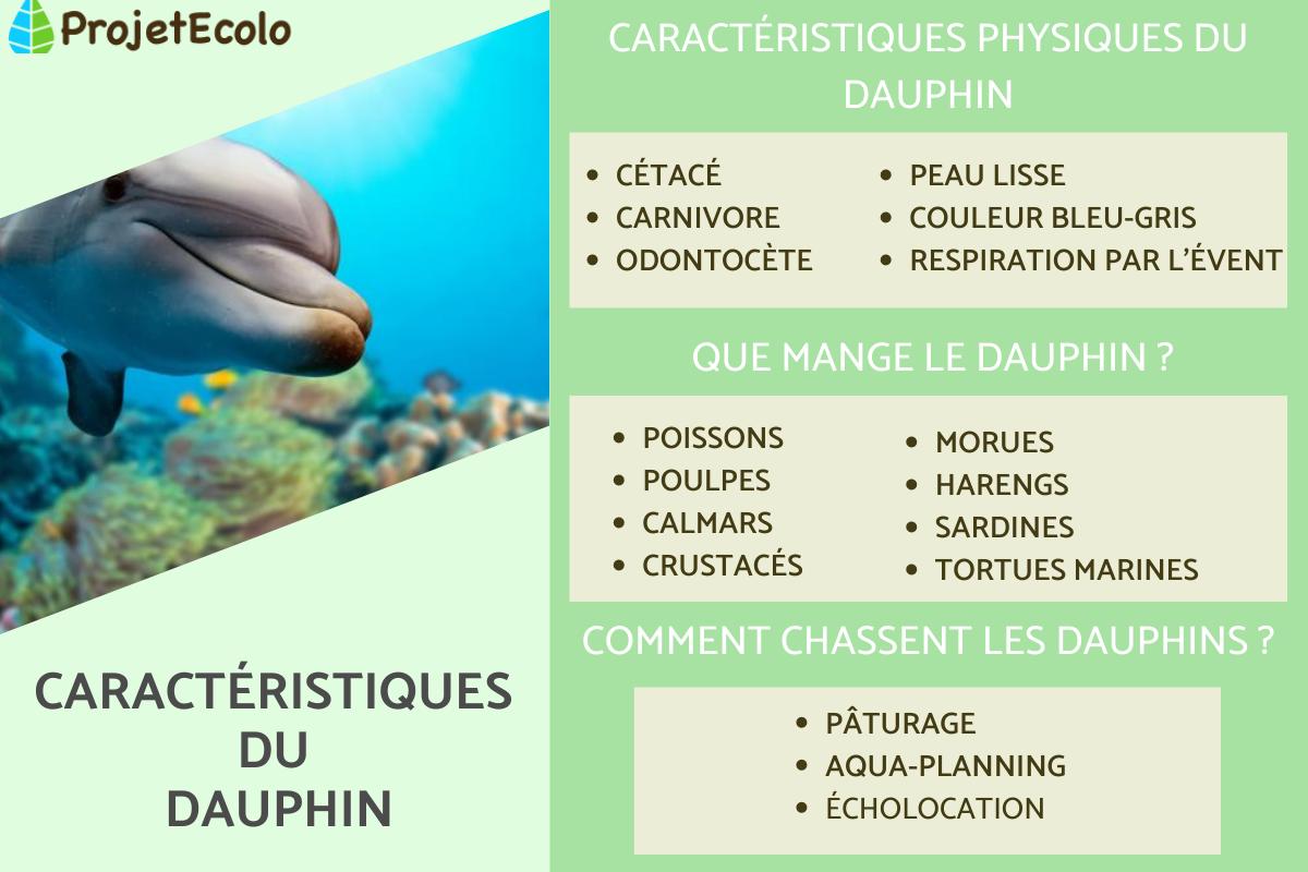 Caractéristiques du dauphin