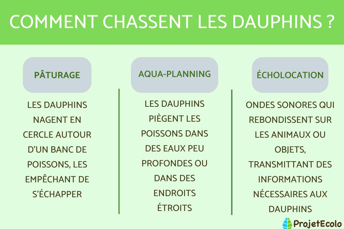 CARACTÉRISTIQUES du DAUPHIN HABITAT, ALIMENTATION, INTELLIGENCE — free download