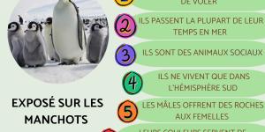 Manchots : plumes ou poils, habitat et prédateurs