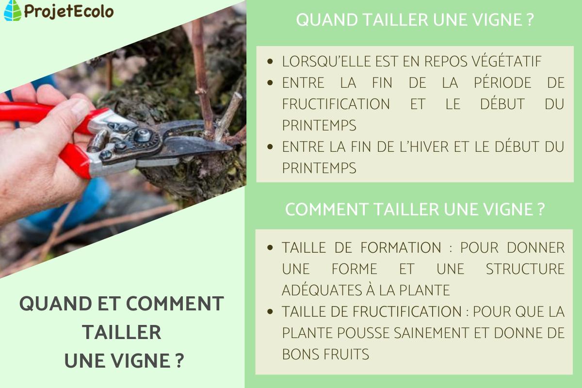 Quand et comment tailler une vigne