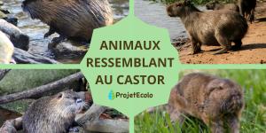 Animaux ressemblant au castor