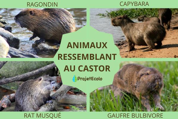 Animaux ressemblant au castor