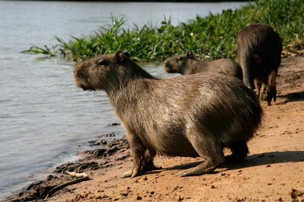 Animaux ressemblant au castor - Capybara (Hydrochoerus hydrochaeris)