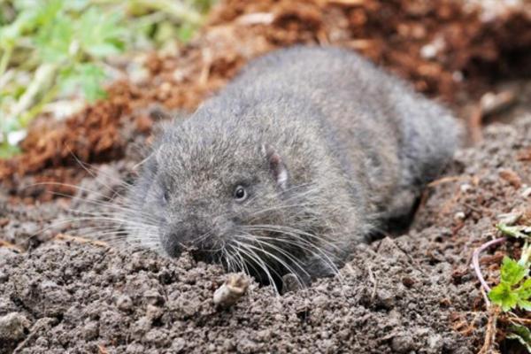 Animaux ressemblant au castor - Castor de montagne (Aplodontia rufa)