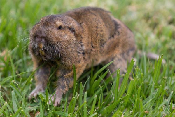Animaux ressemblant au castor - Gaufre bulbivore (Thomomys bulbivorus)