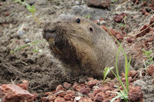 Animaux ressemblant au castor - Gopher de poche du bassin oriental (Cratogeomys fulvescens)