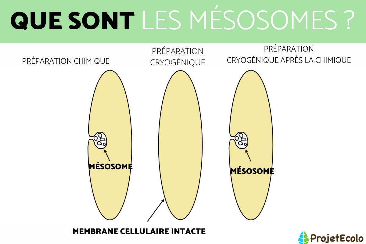 Mésosome : Définition, fonction et composition