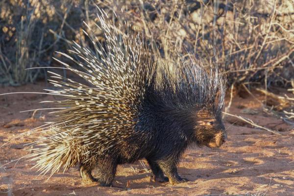 Animaux ressemblant au castor - Porc-épic à crête (Hystrix cristata)