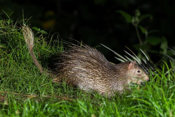 Animaux ressemblant au castor - Porcs-épics à queue en brosse (genre Atherurus)