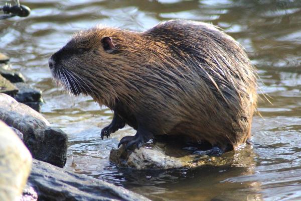 Animaux ressemblant au castor - Ragondin (Myocastor coypus)