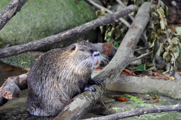 Animaux ressemblant au castor - Rat musqué (Ondatra zibethicus)