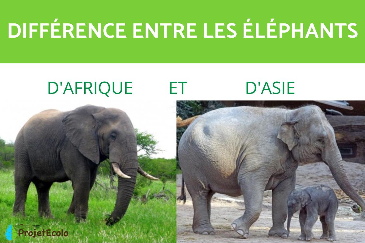 Différence entre les éléphants d'Afrique et d'Asie