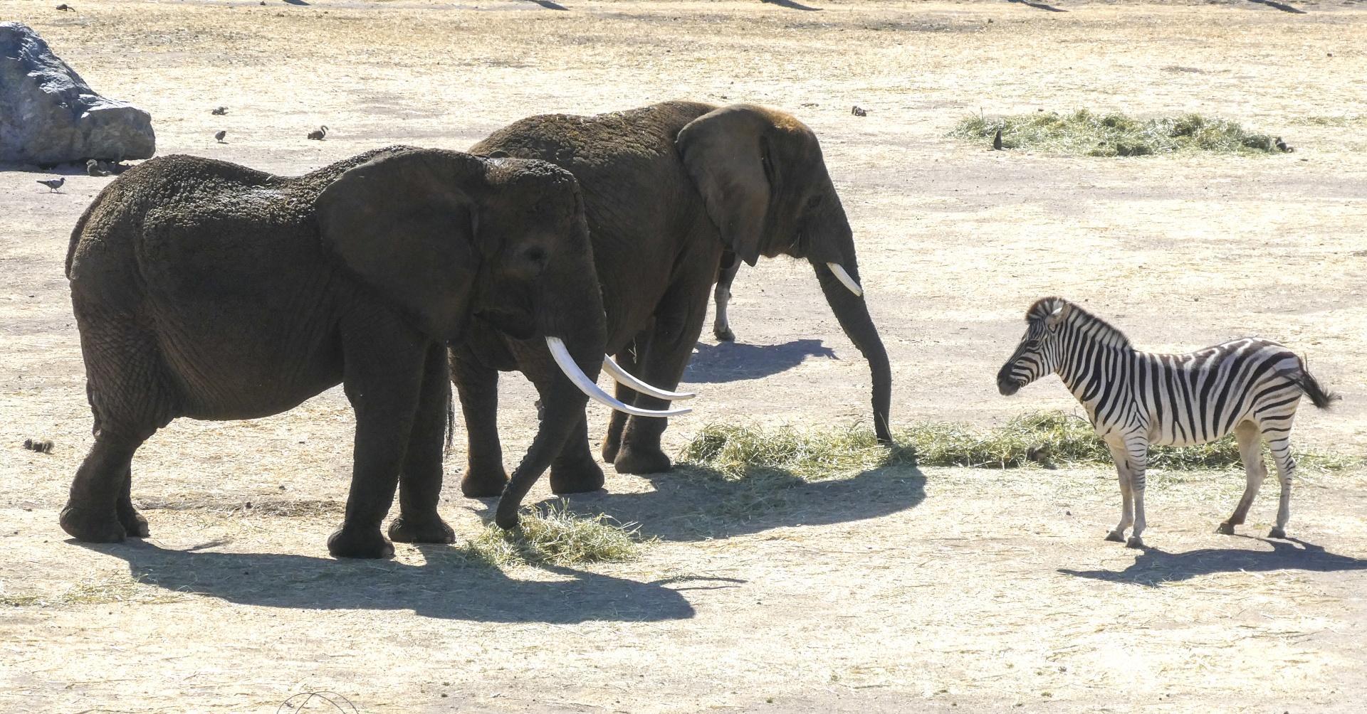 Quelles sont les DIFFÉRENCES entre les ÉLÉPHANTS d
