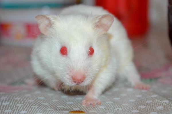 Races de hamsters - Hamster albinos