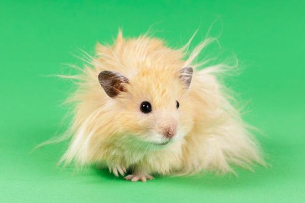 Races de hamsters - Hamster Angora