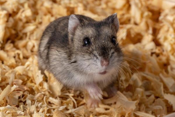 Races de hamsters - Hamster de Campbell