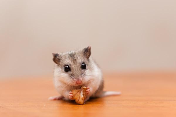 Races de hamsters - Hamster de Chine
