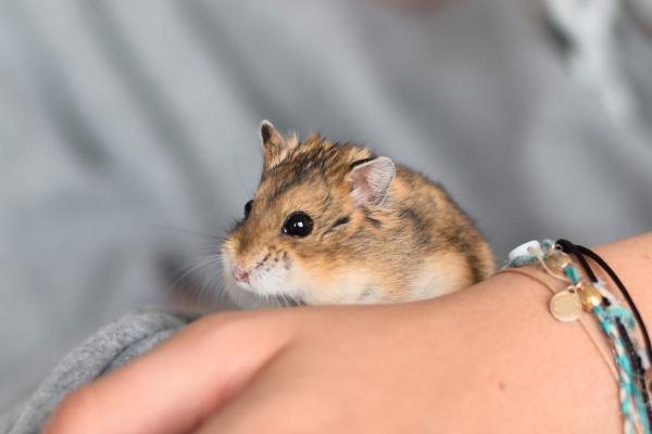 Races de hamsters - Hamster de Roborovski