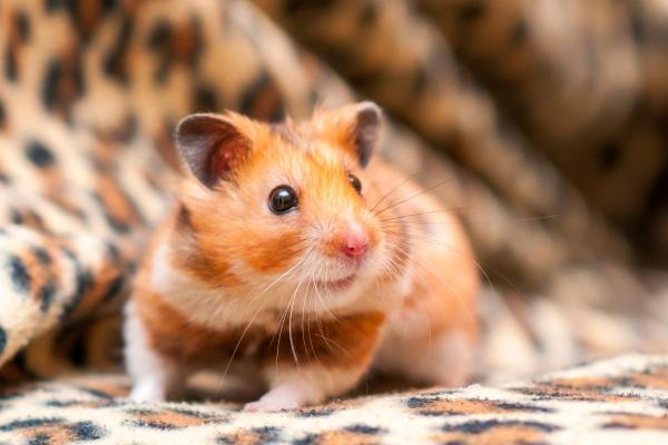 Races de hamsters - Hamster doré