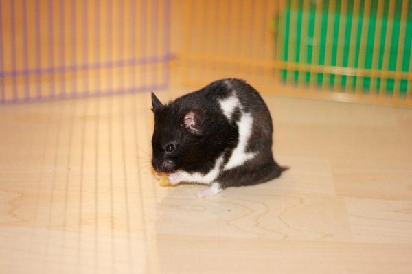 Races de hamsters - Hamster panda