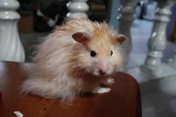 Races de hamsters - Hamster rex